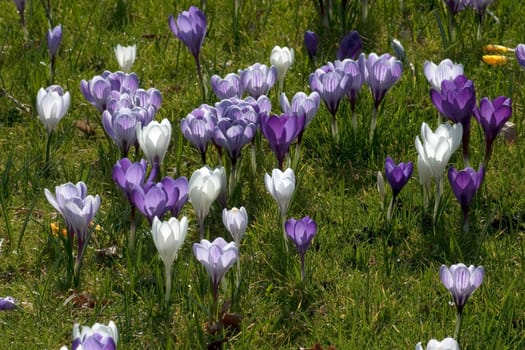 Blumenwiese, Krokusse
