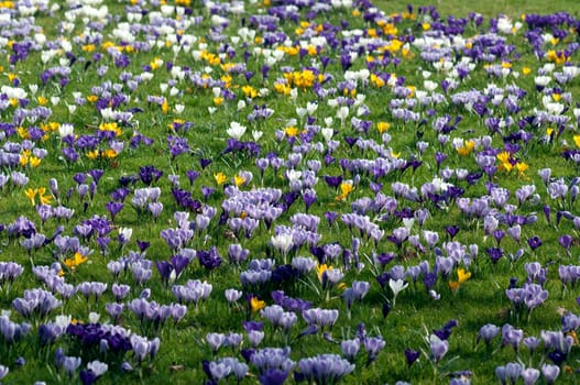Blumenwiese, Krokusse