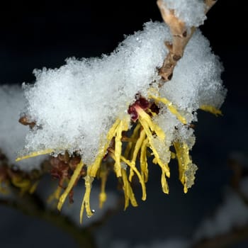 Zaubernuss  Schnee  Hamamelis  japonica