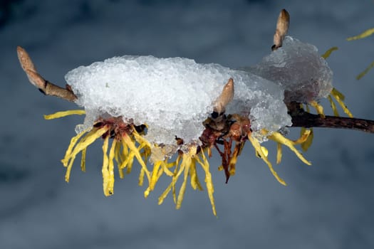 Zaubernuss  Schnee  Hamamelis  japonica