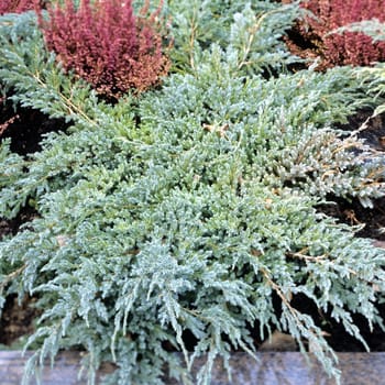 Flaechenbepflanzung  Wacholder  Juniperus  procumbens  Nana