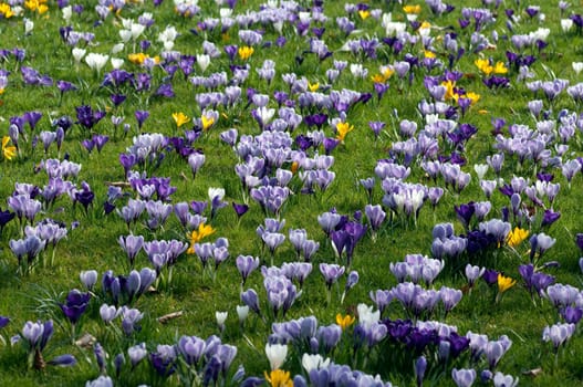 Blumenwiese, Krokusse