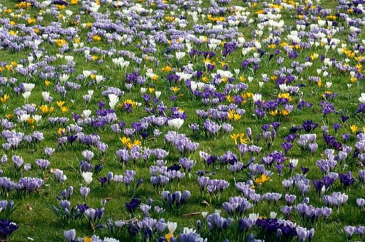 Blumenwiese, Krokusse