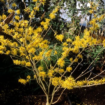 Zaubernuss, Hamamelis