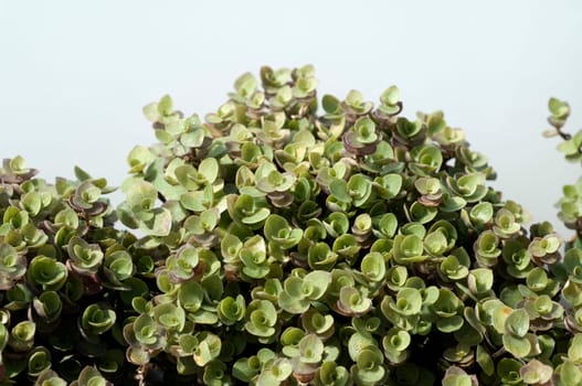 Kriechendes Schoenpolster  Callisia repens