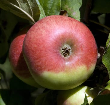 Kriwitzer-Apfel