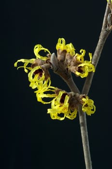 Zaubernuss, Hamamelis, japonica