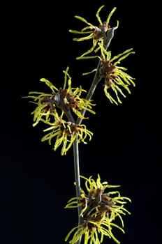 Zaubernuss  Hamamelis  japonica