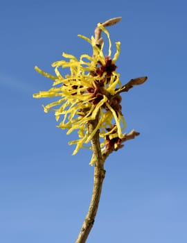 Zaubernuss, Hamamelis, japonica ist eine wichtige Heilpflanze und eine Duftpflanze mit gelben Blueten die im Winter blueht. Witch hazel, witch hazel, japonica is an important medicinal plant and a fragrant plant with yellow flowers that bloom in winter.