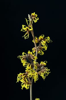 Zaubernuss, Hamamelis, japonica