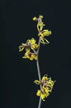 Zaubernuss, Hamamelis, japonica