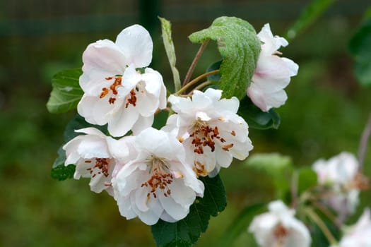 Kronen, Apfel, Malu, coronaria, Charlottae