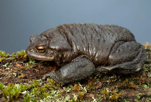 Kroete, Bufo bufo