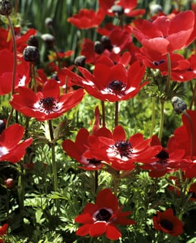 Kronenanemone, Anemone coronaria, Anemone, rot, Blumen..