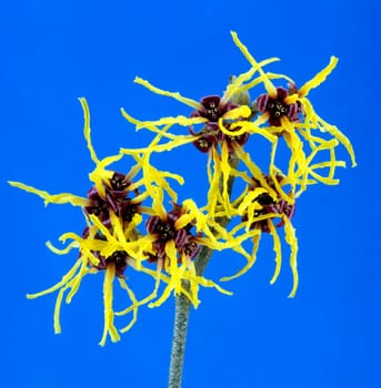 Zaubernuss, Hamamelis, japonica, Gehoelz, Winterblueher
