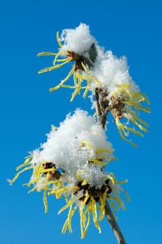 Zaubernuss  Hamamelis  japonica  Schnee