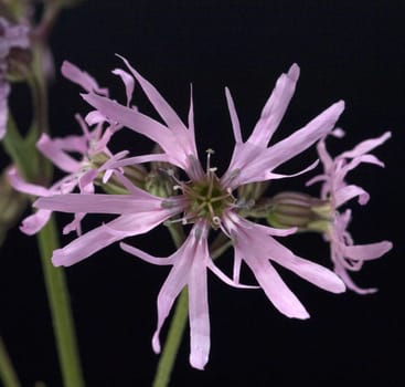 Kuckuckslichtnelke  Lychnis flos-cuculi, Wasserpflanzen