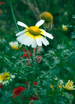 Kronen-Wucherblume, Glebionis coronaria