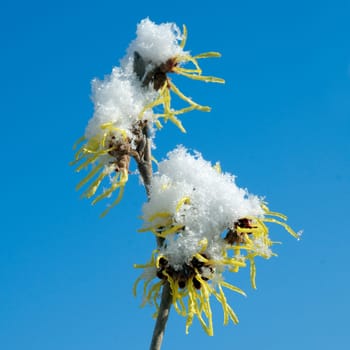 Zaubernuss  Hamamelis  japonica  Schnee