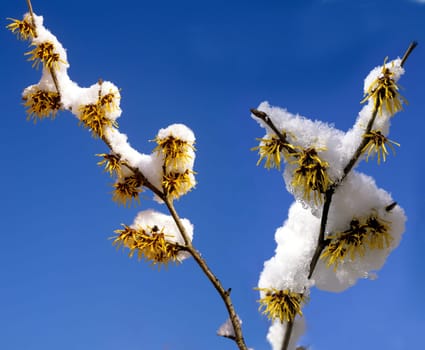Zaubernuss mit Schnee im Winter