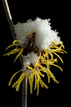 Zaubernuss  Hamamelis  japonica  Schnee