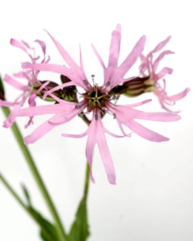 Kuckuckslichtnelke  Lychnis flos-cuculi
