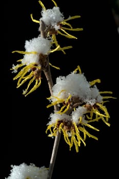 Zaubernuss  Hamamelis  japonica  Schnee