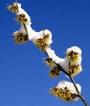 Zaubernuss, Schnee, Winter, - DEU, Deutschland, -