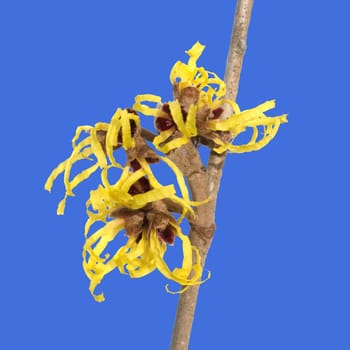 Zaubernuss, Hamamelis, japonica