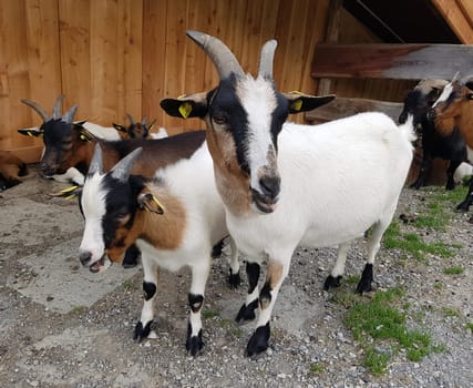 Ziege, Capra, Tier, Ziegen, Geiss, Zicke