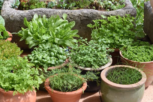 Alle Kuechenkrauter werden in der Frankfurter Gruenen Sosse verwendet. All kitchen herbs are used in the Frankfurt green sauce.