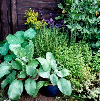 Kuechenkraeuter auf Terrasse