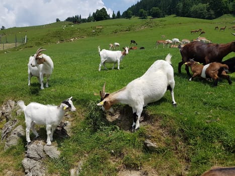 Ziege, Capra, Tier, Ziegen, Geiss, Zicke