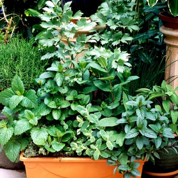 Kuechenkraeuter auf Terrasse