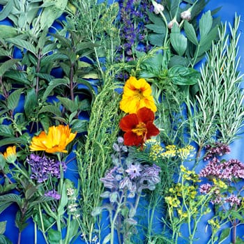 Kräuter, Küchenkräuter,  Heilpflanzen,  Basilikum, Lavendel,  Estragon,  Pfefferminze, Kapuzinerkresse, Boretsch, Thymian, Weinraute, Ysop, Ringelblume, key, keying, Freisteller, Studio, bluebox, chromakey, Salbei, Knoblauch, Dost...