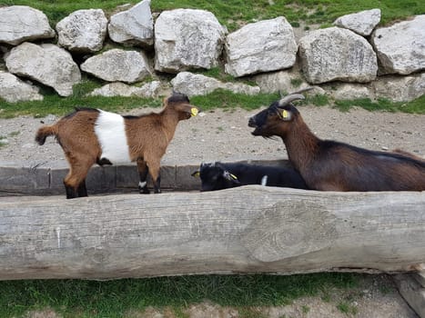 Ziege, Capra, Tier, Ziegen, Geiss, Zicke