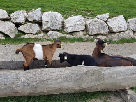 Ziege, Capra, Tier, Ziegen, Geiss, Zicke