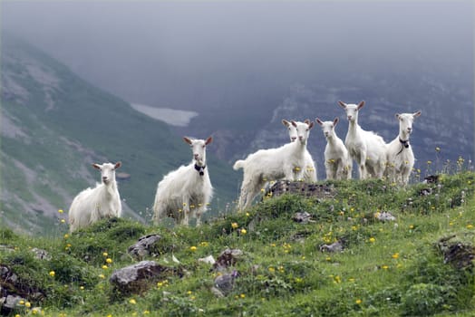 Ziegen auf Weide im Appenzellerland in der Schweiz, -