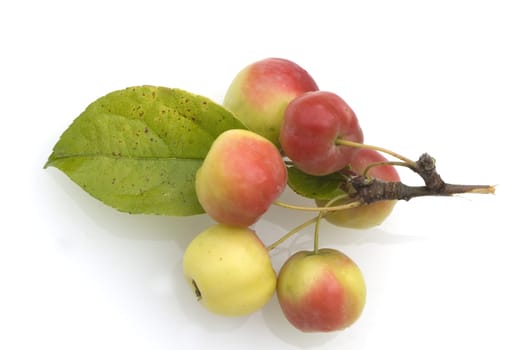 Zieraepfel, Malus floribunda, Apfelsorte, Apfel, Kernobst, Obst