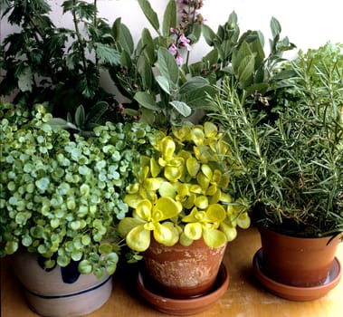 Küchenkräuter auf Balkon, Heilpflanzen, Brunnenkresse,  Salbei,  Beifuss, Kerbel, Portulak, Rosmarin