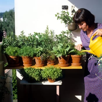 Kuechenkraeuter, Kraeuter, Terrasse, Balkon, verschiedene, Heilpflanzen