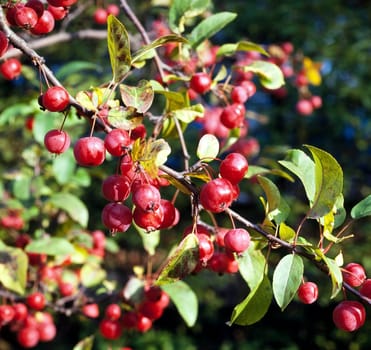 Zierapfelblueten