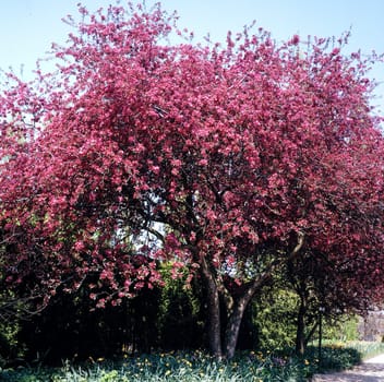 Zierapfelblueten