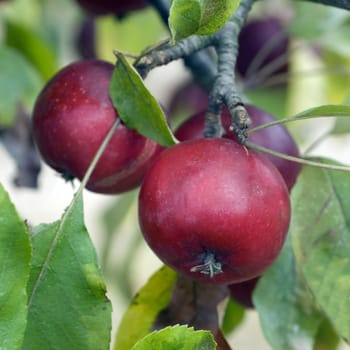 Zierapfel  Dolgo, Malus floribunda, Apfelsorte, Apfel, Kernobst, Obst