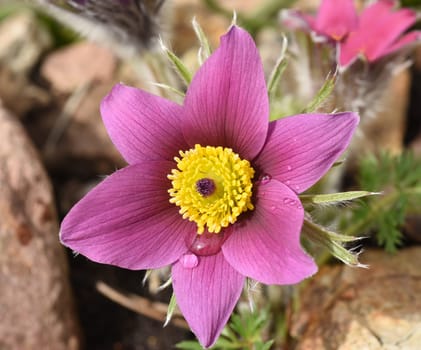 Kuechenschelle, Pulsatilla, vulgaris