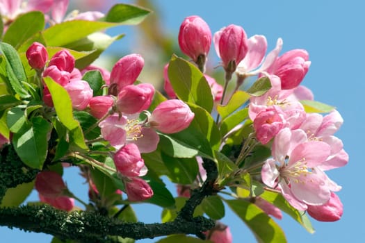 Zierapfelblueten, Zierapfel