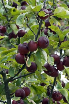 Zierapfel  Dolgo, Malus floribunda