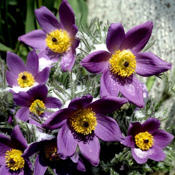 Kuechenschelle, Pulsatilla vulgaris, -
