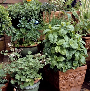 Kuechenkraeuter, Kraeuter, Terrasse, Balkon, verschiedene, Heilpflanzen