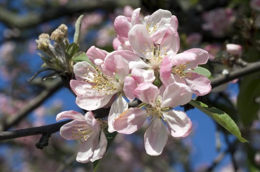 Zierapfelblueten  Zierapfel  Malus floribunda